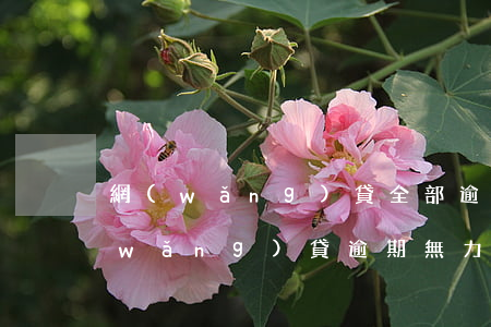 網(wǎng)貸全部逾期無能力償還(網(wǎng)貸逾期無力還會怎樣)