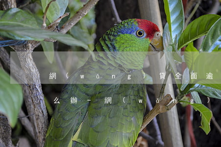 網(wǎng)貸全面逾期了暫時還不上怎么辦-網(wǎng)貸全面逾期了暫時還不上怎么辦呢