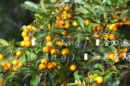 網(wǎng)貸全面逾期了會怎么樣(網(wǎng)貸如果逾期了會怎么樣)