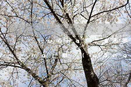 網(wǎng)貸全面逾期坐等強(qiáng)制(網(wǎng)貸面臨全面逾期,我該怎么辦啊)