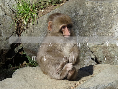 網(wǎng)貸全面逾期對(duì)信用卡會(huì)影響嗎(網(wǎng)貸逾期對(duì)信用卡有影響嗎)