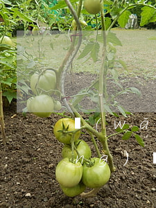 網(wǎng)貸全面逾期怎么辦(網(wǎng)貸面臨全面逾期,我該怎么辦啊)