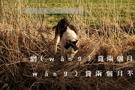 網(wǎng)貸兩個月不還怎么處理(網(wǎng)貸兩個月不還怎么處理)