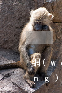 網(wǎng)貸公司在青島起訴(網(wǎng)貸公司在青島起訴會(huì)怎么樣)