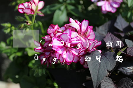 網(wǎng)貸公司說起訴怎么辦（網(wǎng)貸公司說起訴）