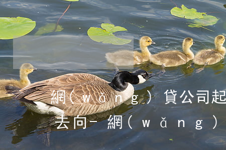 網(wǎng)貸公司起訴欠債人追訴錢的去向-網(wǎng)貸公司起訴借款人