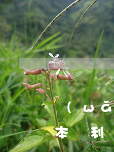 網(wǎng)貸利率如何計(jì)算連本帶利還款-網(wǎng)貸利率如何計(jì)算連本帶利還款金額