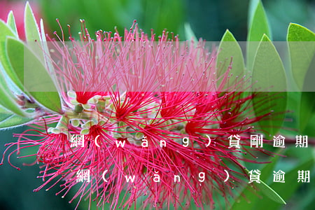網(wǎng)貸剛逾期還不上怎么辦(好多網(wǎng)貸逾期還不上怎么辦?)