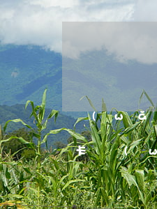 網(wǎng)貸加信用卡欠了5萬(欠信用卡網(wǎng)貸幾十萬)