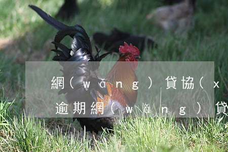 網(wǎng)貸協(xié)商不成造成逾期(網(wǎng)貸逾期不同意協(xié)商還款怎么辦)