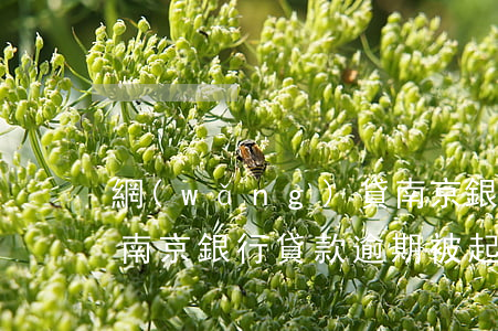 網(wǎng)貸南京銀行逾期多久起訴-南京銀行貸款逾期被起訴后還能協(xié)商嗎