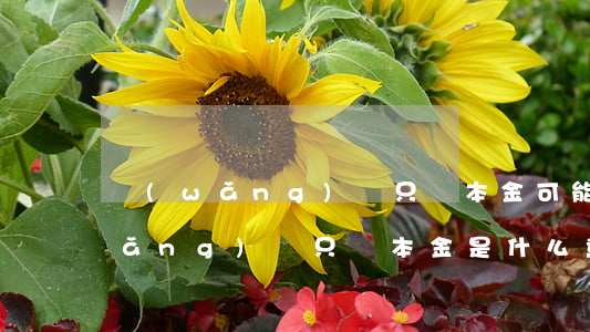 網(wǎng)貸只還本金可能性-網(wǎng)貸只還本金是什么意思