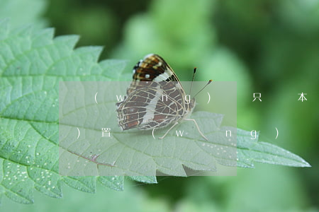 網(wǎng)貸只還本金怎么設(shè)置(網(wǎng)貸怎么能只還本金)