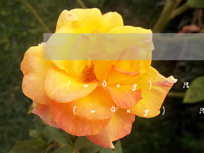 網(wǎng)貸只還本金的手續(xù)(網(wǎng)貸只還本金的手續(xù)費(fèi)是多少)