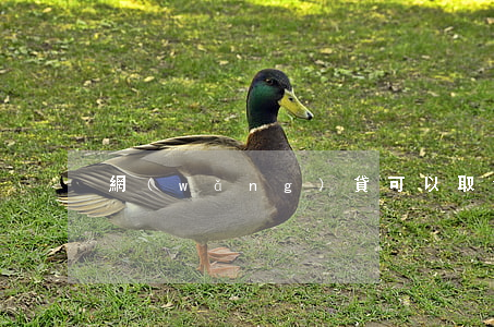 網(wǎng)貸可以取消逾期記錄嗎
