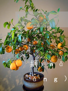 網(wǎng)貸可以只償還本金嗎 網(wǎng)貸是否可以只還本金