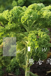 網(wǎng)貸可以只還本金嗎還是要按照合同來?-網(wǎng)貸能只還本金嗎