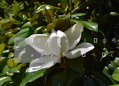 網(wǎng)貸合同還款數(shù)和app不一樣-網(wǎng)貸合同還款數(shù)和app不一樣怎么辦
