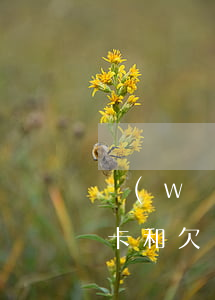 網(wǎng)貸和信用卡一共欠了(欠信用卡和欠網(wǎng)貸哪個(gè)嚴(yán)重)