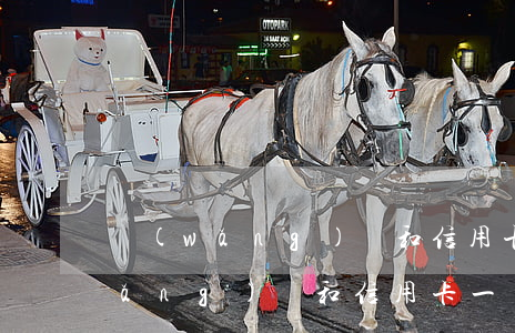 網(wǎng)貸和信用卡利息比較(網(wǎng)貸和信用卡一樣嗎)