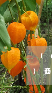 網(wǎng)貸和信用卡可以協(xié)商停息掛賬嗎-欠信用卡跟網(wǎng)貸可以協(xié)商慢慢還嗎
