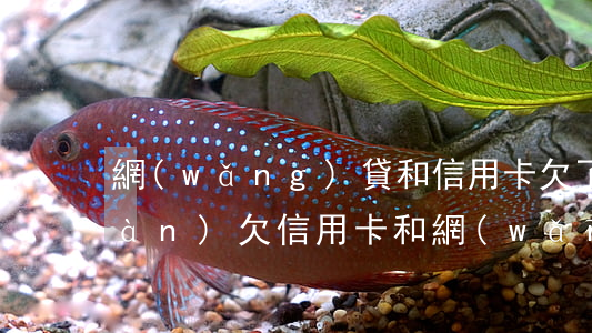 網(wǎng)貸和信用卡欠了40萬(wàn)(欠信用卡和網(wǎng)貸40萬(wàn)全面逾期)