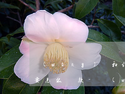 網(wǎng)貸和信用卡的區(qū)別要怎么還款-網(wǎng)貸和信用卡的區(qū)別要怎么還款呢