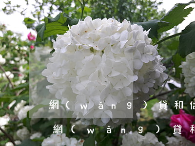 網(wǎng)貸和信用卡逾期后會怎么樣(網(wǎng)貸和信用卡逾期哪個可怕)