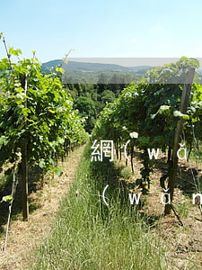網(wǎng)貸和信用卡逾期哪個可怕（網(wǎng)貸和信用卡逾期哪個）