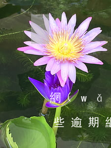 網(wǎng)貸和信用卡逾期哪個更嚴重些 逾期網(wǎng)貸和信用卡的區(qū)別