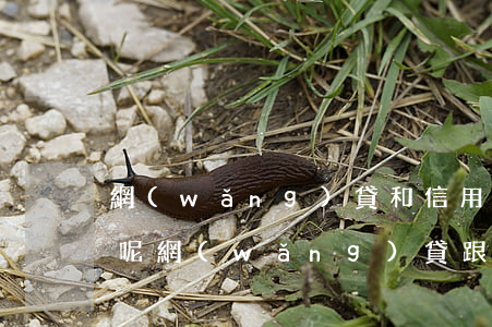 網(wǎng)貸和信用卡還不了了怎么辦呢 網(wǎng)貸跟信用卡還不起了有什么辦法解決