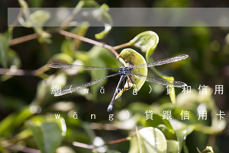 網(wǎng)貸和信用卡還不起自首(網(wǎng)貸跟信用卡不還會坐牢嗎)