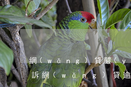網(wǎng)貸嚴(yán)重逾期被起訴(網(wǎng)貸逾期面臨起訴)