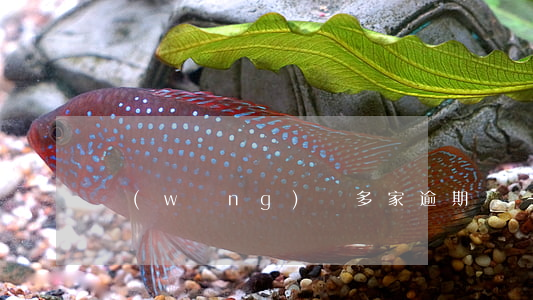 網(wǎng)貸多家逾期