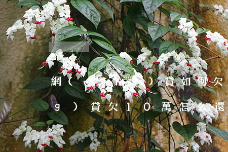 網(wǎng)貸如何欠10萬(網(wǎng)貸欠10萬怎么還)