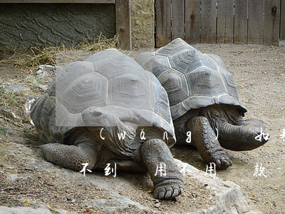 網(wǎng)貸如果提現(xiàn)了不到賬用不用還款-網(wǎng)貸如果提現(xiàn)了不到賬用不用還款呢