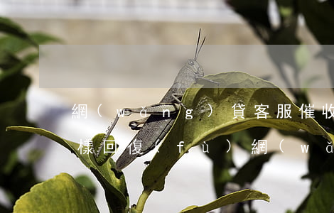 網(wǎng)貸客服催收時(shí)怎樣回復(fù)(網(wǎng)貸催收電話怎么回答)