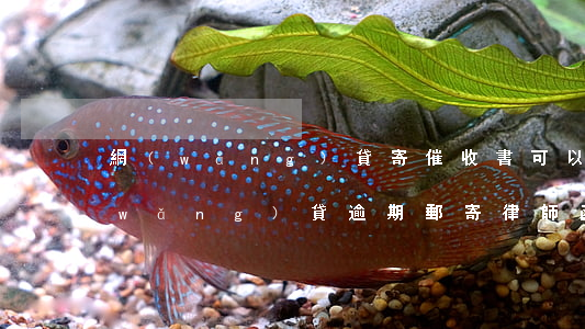 網(wǎng)貸寄催收書可以拒收嗎(網(wǎng)貸逾期郵寄律師函可以拒收嗎?)