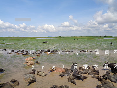網(wǎng)貸實在還不起怎么辦（網(wǎng)貸根本還不起怎么辦）