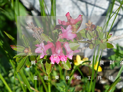 網(wǎng)貸對公轉(zhuǎn)賬還款要幾個工作日-網(wǎng)貸對公轉(zhuǎn)賬還款要幾個工作日到賬