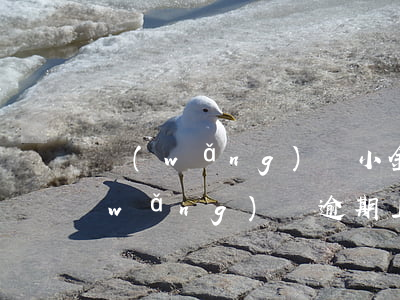 網(wǎng)貸小金額逾期被上征信(網(wǎng)貸逾期上征信嗎)