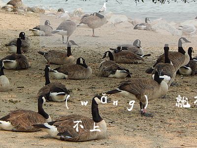 網(wǎng)貸就不還，網(wǎng)貸還不上