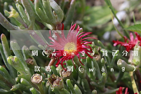 網(wǎng)貸已分期還款后可以提前還款嗎-網(wǎng)貸已分期還款后可以提前還款嗎