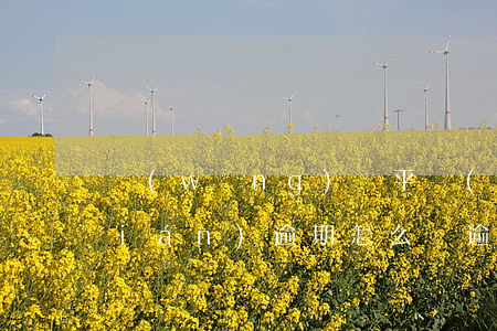 網(wǎng)貸平臺(tái)借錢(qián)逾期怎么辦(逾期也可以借錢(qián)的網(wǎng)貸)