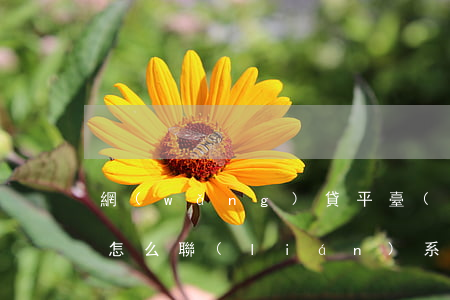 網(wǎng)貸平臺(tái)找不到了怎么聯(lián)系還款-