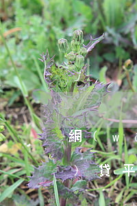 網(wǎng)貸平臺起訴嗎(網(wǎng)貸平臺會起訴欠款人嗎)