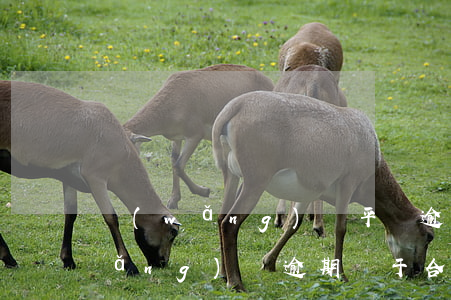 網(wǎng)貸平臺逾期是詐騙嗎(網(wǎng)貸逾期屬于合同詐騙嗎)