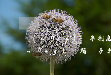網(wǎng)貸年利息超多少可不還(網(wǎng)貸超過多少利息可以不用還)