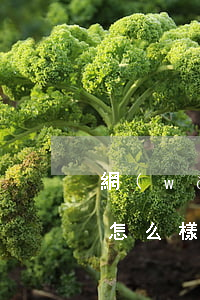 網(wǎng)貸幾千元不還會(huì)怎么樣(幾千塊的網(wǎng)貸不還會(huì)怎么樣)