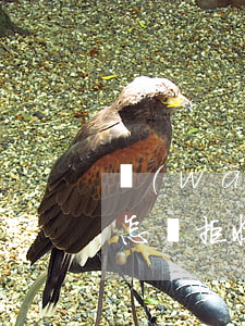 網(wǎng)貸律師函拒收會(huì)怎樣(拒收網(wǎng)貸的律師函會(huì)有什么后果嗎)